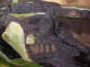 Dentrobatenterrarium 3300x900x1900 18.JPG (147874 Byte)
